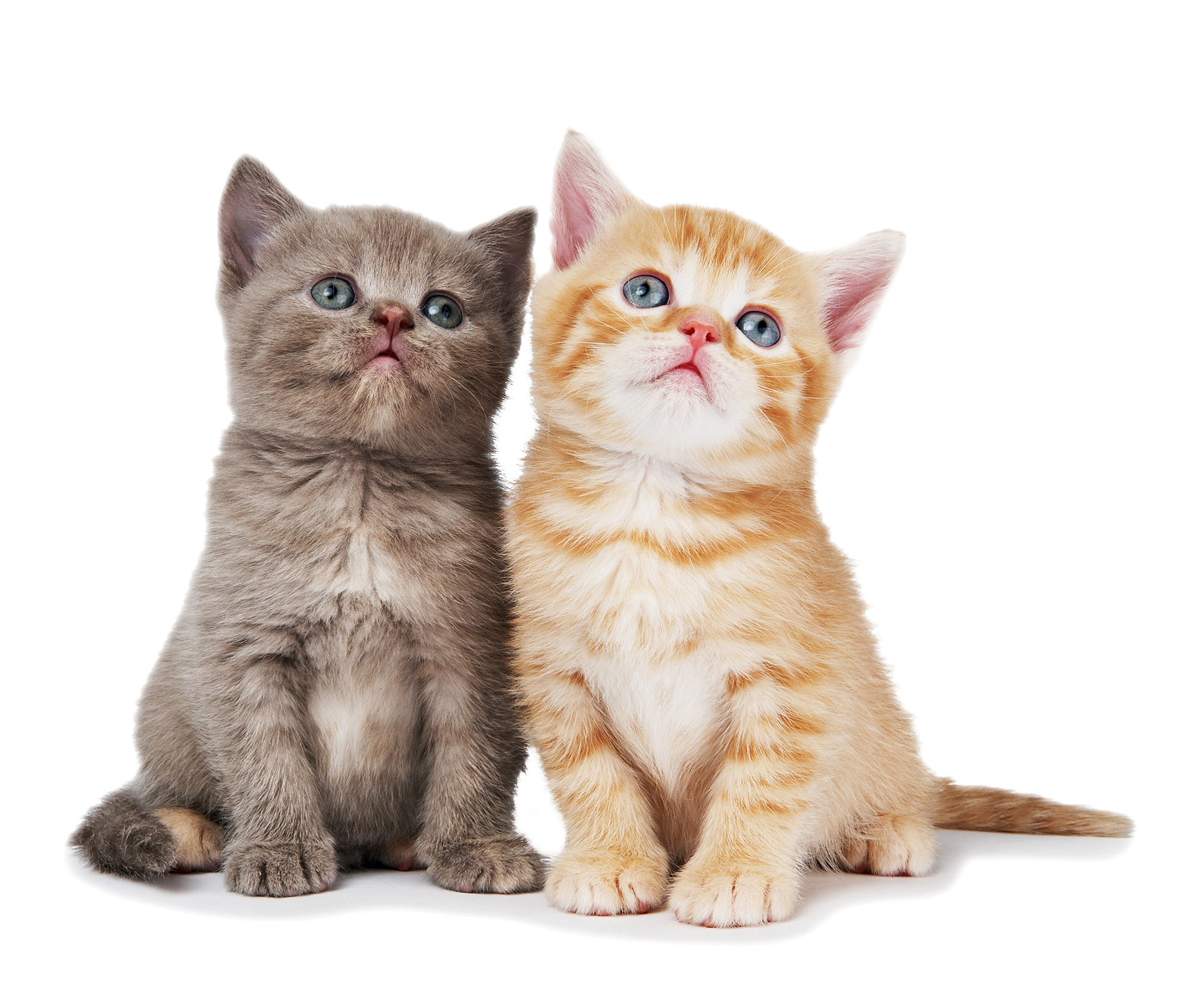 Two kittens